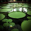 Lillies, Adelaide Botanic Gardens IMG_1779